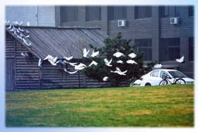 對(duì)外經(jīng)濟(jì)貿(mào)易大學(xué)工商管理碩士（MBA）2019年提前面試第四批申請(qǐng)中